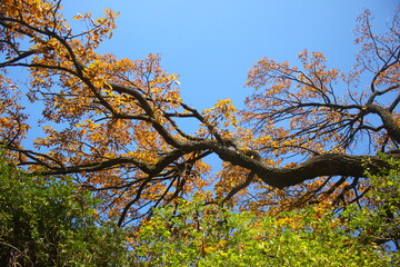 Autumn leaves of the tree against the blue sky in the park