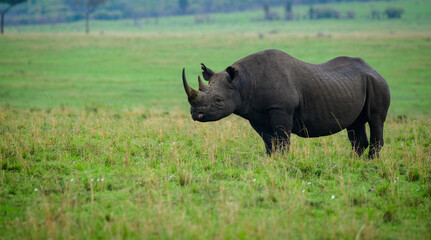 Fototapeta premium Rhino in the wild forest, Africa, Masai Mara in Kenya