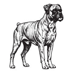 boxer dog engraving woodcut sketch vector illustration