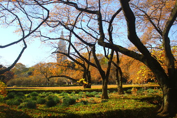 Autumn leaves in japanese garden, Japan