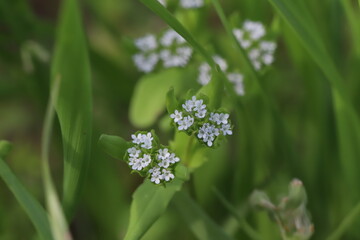 日本の春の野原に咲く凄く小さなノヂシャの白い花