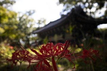 Beyond the flower pot, you can see the tiled roof of a Korean traditional house.꽃무릇너머로 한옥의 기와지붕이 보입니다.