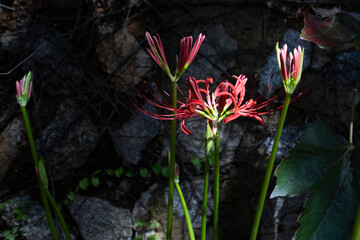 A flowerpot is blooming in one corner of the yard.마당 한켠에 꽃무릇이 피었습니다.