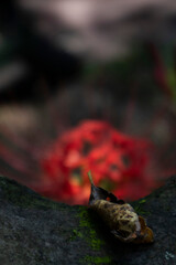 A flowerpot is blooming in one corner of the yard.마당 한켠에 꽃무릇이 피었습니다.