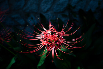 A flowerpot is blooming in one corner of the yard.마당 한켠에 꽃무릇이 피었습니다.