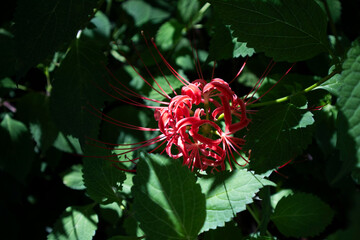 A flowerpot is blooming in one corner of the yard.마당 한켠에 꽃무릇이 피었습니다.