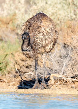 Emu