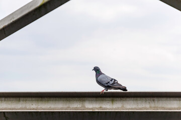 Pigeon on a metal bridge