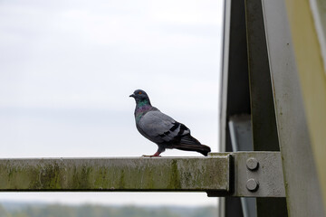 Pigeon on a metal bridge
