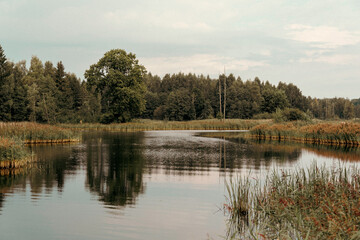 Pond with reflections of the forest