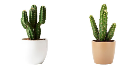 Two potted cactus plants in white and beige planters isolated on transparent background