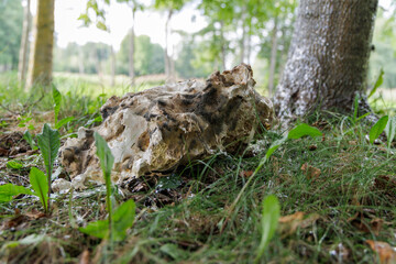  A large, textured rock on the forest floor
