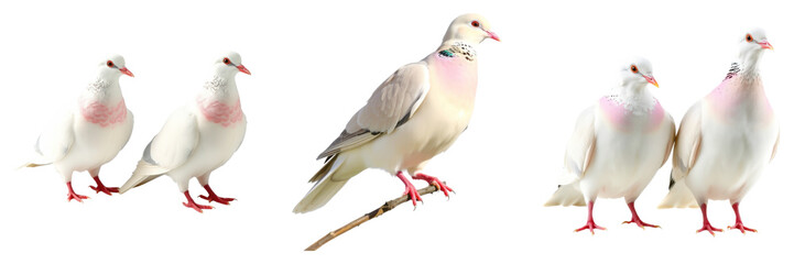 Obraz premium Collection of beautiful doves with distinctive markings, standing gracefully on transparent background