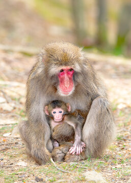 Hondo (Japanese) Macaque - Macaca fuscata fuscata