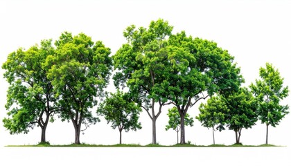 Lush green trees in a horizontal row against a white background