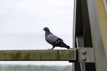 A Pigeon on a Steel Beam