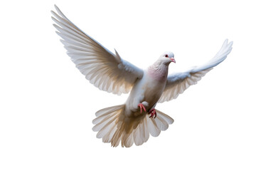 Obraz premium white dove isolated on white