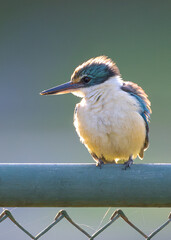 Sacred Kingfisher
