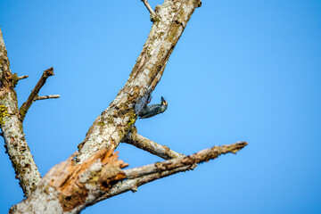 Coppersmith barbet (Psilopogon haemacephalus) perched gracefully on a bare weathered branch against a clear blue sky. Colorful bird feeding on tree