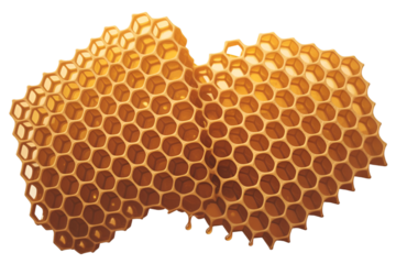 honeycomb isolated on white
