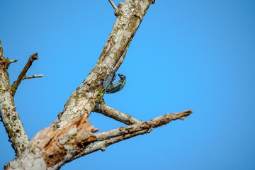 Coppersmith barbet (Psilopogon haemacephalus) perched gracefully on a bare weathered branch against a clear blue sky. Colorful bird feeding on tree