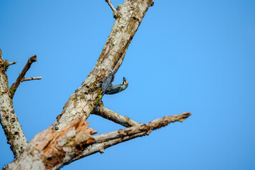 Coppersmith barbet (Psilopogon haemacephalus) perched gracefully on a bare weathered branch against a clear blue sky. Colorful bird feeding on tree