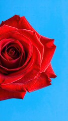 Close-up of a vibrant red rose against a bright blue background