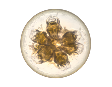 microscopic fungal spore with five lobes, transparent cell structure under the microscope on isolated background