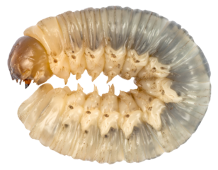 white chafer grub beetle larva curled in c shape, translucent body macro on isolated background