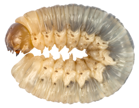 white chafer grub beetle larva curled in c shape, translucent body macro on isolated background