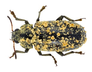 black beetle covered with yellow parasitic fungus and spores, macro entomology detail on isolated background