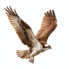 Stunning Osprey in MidDive A Powerful Aerial Portrait Captured in Studio