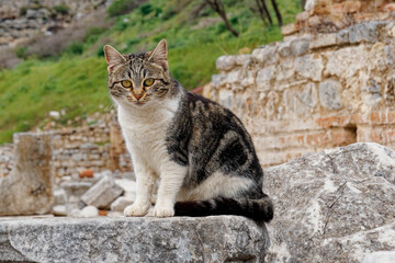 遺跡に住む猫