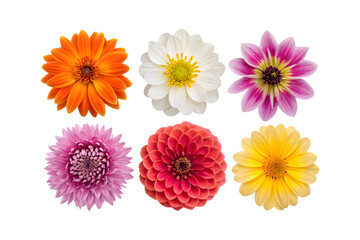 Six vibrant dahlia flowers in various colors.