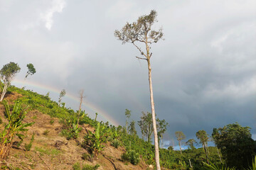 Beautiful hillside landscape with banana trees, tall solitary tree, and rainbow in the cloudy sky.