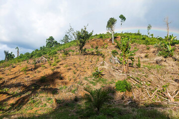 Clean hillside farmland with young plants, banana trees, and rainbow in cloudy tropical sky.