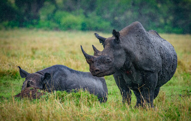 Fototapeta premium Rhino in the wild forest, Africa, Masai Mara in Kenya