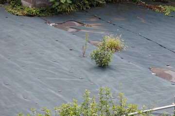 防草シートを突き破って雑草が生える