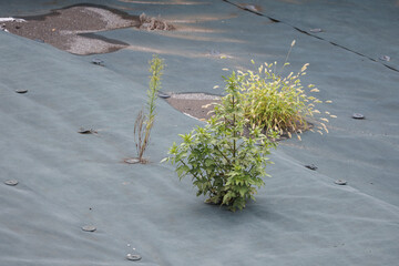 防草シートを突き破って雑草が生える