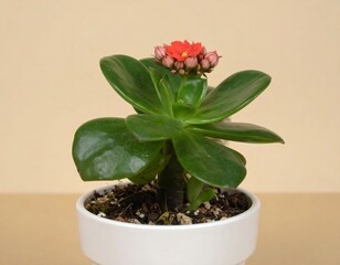 Potted succulent with vibrant blooms