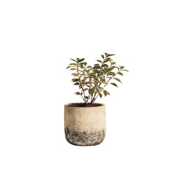 Small plant in a light gray, mottled pot