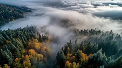 Aerial View of Majestic Pine Forest Enveloped in Mist with Autumn Colors