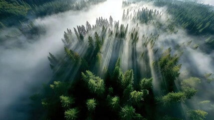 Aerial View of Lush Green Forest with Mist and Sunbeams Illuminating the Treetops