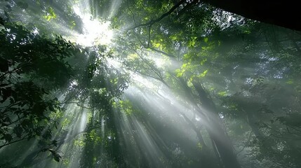 Enchanting Sunlight Filtering Through Dense Forest Canopy Creating Ethereal Atmosphere
