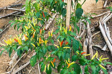 This image shows a chili plantation on a hillside farm, where chili plants are growing abundantly with both green and red peppers visible.