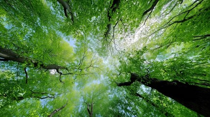 Majestic Green Canopy Towering Above with Sunlight Filtering Through Leaves Evoking Tranquility