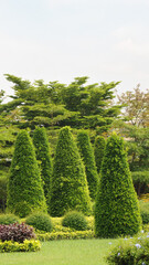 Cone Shape Bushes in Garden