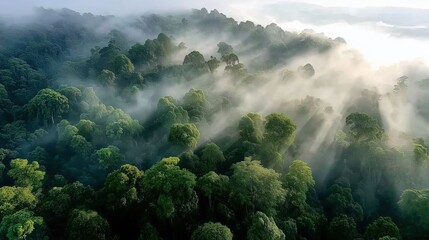 Majestic Green Forest Surrounded by Mist with Sunlight Rays Breaking Through the Canopy