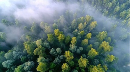 Serene Aerial View of Green Forest Surrounded by Mystical Fog with Tranquil Atmosphere