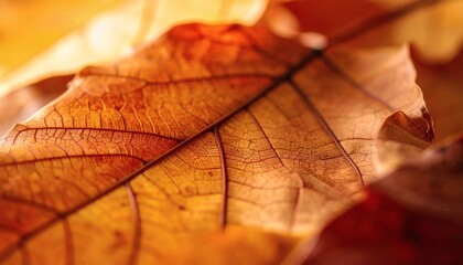 Macro Autumn Leaf Veins - Golden Orange Autumn Colors